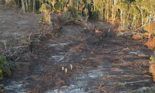 
				
					Ibama multa suspeito de desmatar 25 hectares de floresta na Bahia
				
				