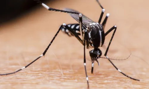 
				
					Idosa de 82 anos morre de dengue; Feira de Santana já tem oito mortes
				
				