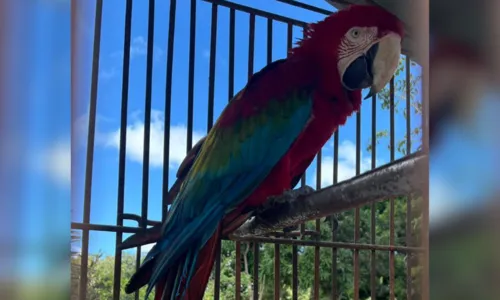 
				
					Idosa de 88 anos devolve arara-vermelha ameaçada de extinção na Bahia
				
				