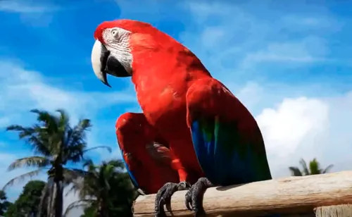 
				
					Idosa de 88 anos devolve arara-vermelha ameaçada de extinção na Bahia
				
				