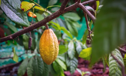 
				
					Ilhéus é o 4º maior produtor de cacau do país: veja oportunidades
				
				