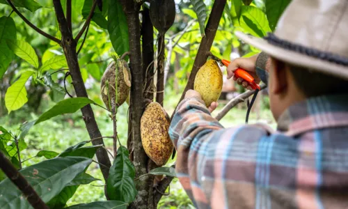 
				
					Ilhéus é o 4º maior produtor de cacau do país: veja oportunidades
				
				