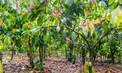 
				
					Ilhéus é o 4º maior produtor de cacau do país: veja oportunidades
				
				