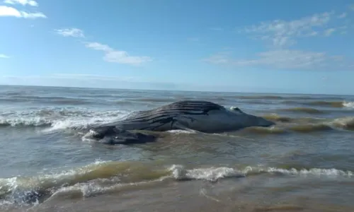 
				
					Jubarte é encontrada morta na Bahia; animal é o primeiro da temporada
				
				