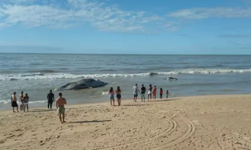 
				
					Jubarte é encontrada morta na Bahia; animal é o primeiro da temporada
				
				