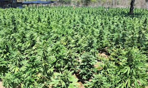 
				
					Laboratório de produção intensiva de maconha é desarticulado em Irecê
				
				