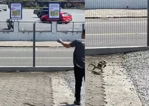 
				
					Lagarto corre atrás de homem que o atacou com pedra
				
				