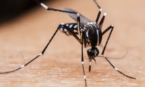 
				
					Mais de 30 mil casos de dengue são registrado em Vitória da Conquista
				
				