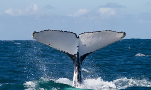 
				
					Mais de mil baleias já foram vistas no sul da Bahia nesse ano
				
				