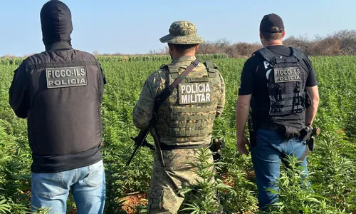 
				
					Novo laboratório de produção de maconha é desarticulado na Bahia
				
				