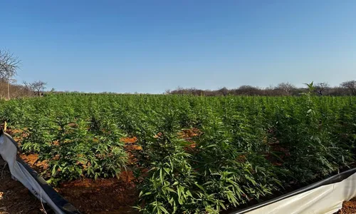 
				
					Novo laboratório de produção de maconha é desarticulado na Bahia
				
				