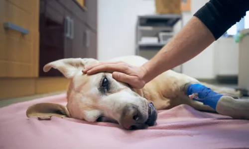 
				
					Pelo menos 100 cães morrem de cinomose em cidade da Bahia
				
				