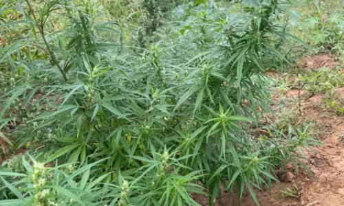 
				
					Plantação com 8 mil pés de maconha é destruída na Bahia
				
				