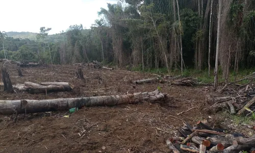 
				
					Polícia desarticula plantação ilegal de cacau e banana em Taperoá
				
				