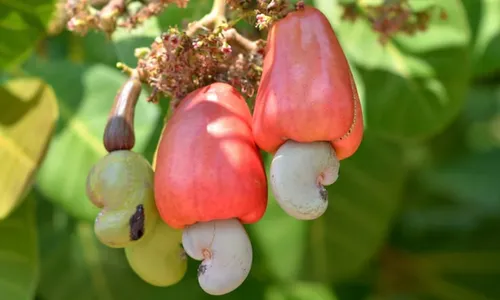 
				
					Primavera: conheça 5 receitas fáceis usando apenas caju
				
				