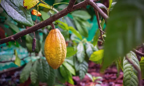 
				
					Projeto de cacauicultura impacta cerca de 150 produtores no Baixo Sul
				
				