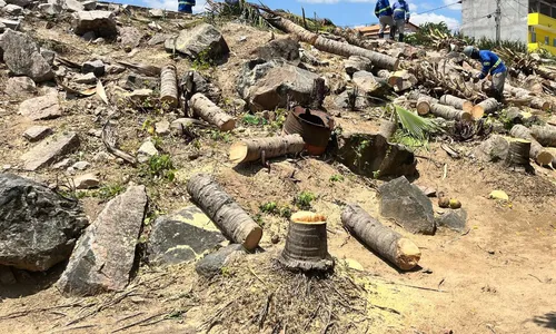 
				
					Retirada de coqueiros preocupa moradores na Prainha, em Paulo Afonso
				
				