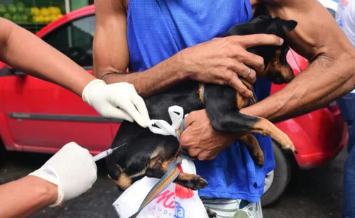 
				
					Salvador inicia vacinação em cães e gatos; veja onde levar seu pet
				
				