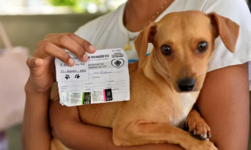 
				
					Salvador inicia vacinação em cães e gatos; veja onde levar seu pet
				
				