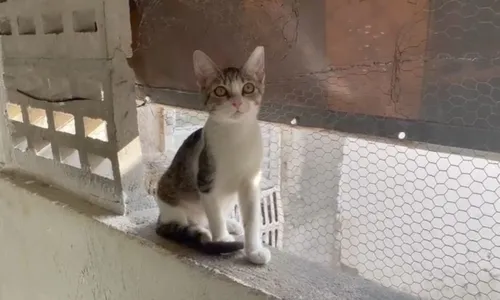 
				
					Salvador terá aula gratuita de yoga com gatos neste sábado (28)
				
				