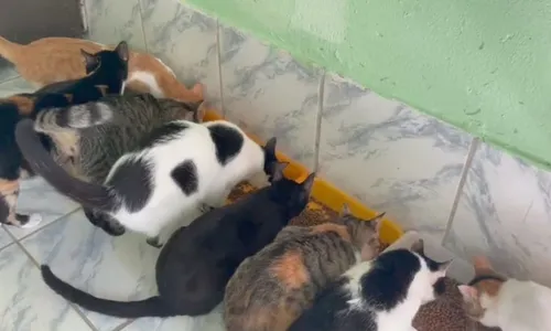 
				
					Salvador terá aula gratuita de yoga com gatos neste sábado (28)
				
				