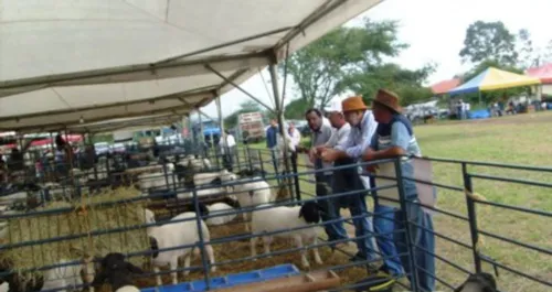 
				
					Senhor do Bonfim recebe exposição agropecuária até domingo (28)
				
				