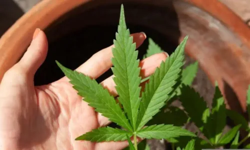 
				
					Supremo forma maioria para descriminalizar uso pessoal de maconha
				
				