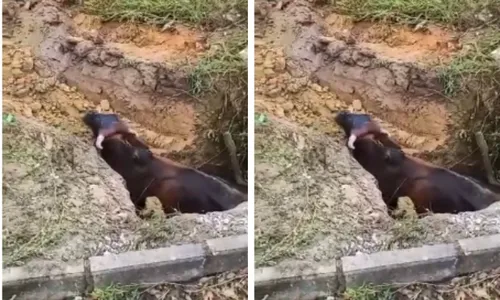 
				
					Vaca cai em fossa e é resgatada com retroescavadeira em Eunápolis
				
				