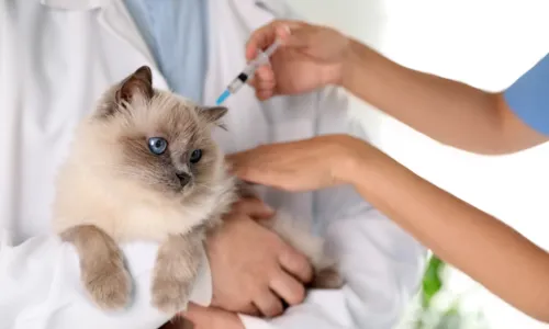 
					Vacinação antirrábica gratuita acontece em 30 bairros de Salvador
				
				