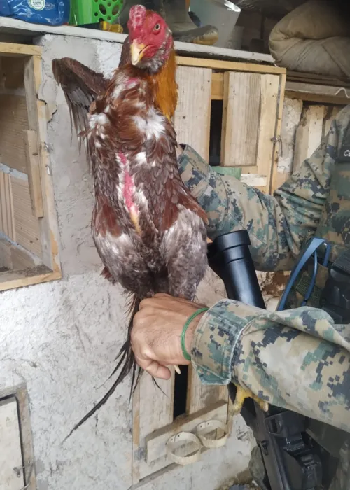 
				
					Criatório ilegal de galos de briga é fechado na Bahia
				
				