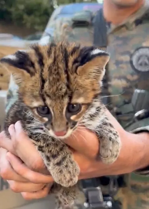 
				
					Felino selvagem ameaçado de extinção é resgatado no sul da Bahia
				
				