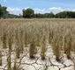 
                  Bahia tem 73 municípios em situação de emergência pela estiagem