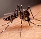 
                  Estudantes de Ilhéus criam repelente natural contra Aedes aegypti