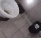 
                  Funcionário encontra jiboia em banheiro de empresa no sul da Bahia