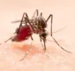 
                  Número de mortes por dengue na Bahia sobe para 104