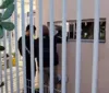 Mãe é presa suspeita de permitir que filha de 5 anos fosse estuprada
