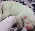 Cachorro nasce com cor verde e causa surpresa nos Estados Unidos