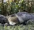 Cientistas se assustam com cobra comendo veado nos EUA