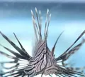 Peixe invasor é encontrado em destino turístico na Bahia