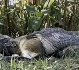 Cientistas se assustam com cobra comendo veado nos EUA