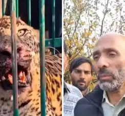 Criança morre após ataque de leopardo enquanto brincava no jardim