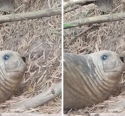 Elefante-marinho de 300 kg é flagrado em rio de Ilhéus
