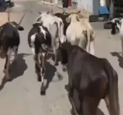 MP apura decreto que autoriza abate de animais em Serrinha