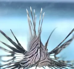 Peixe invasor é encontrado em destino turístico na Bahia
