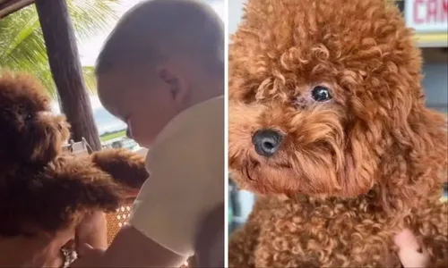 
				
					Cachorro de Bruna Marquezine encanta família de João Guilherme; veja
				
				