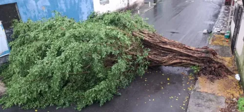 
				
					Carro é esmagado e fica destruído após deslizamento de terra na Bahia
				
				