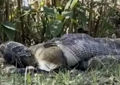 
				
					Cientistas se assustam com cobra comendo veado nos EUA
				
				