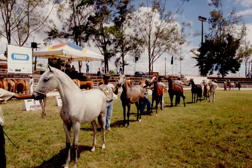 
				
					Fenagro 2024 volta com inovações e grandes atrações para toda família
				
				