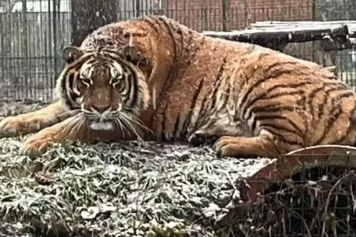 
				
					Funcionário de zoológico é atacado até a morte por tigre
				
				