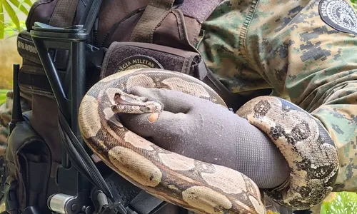 
				
					Mais de 30 cobras são resgatadas em quintal de casa na Bahia
				
				